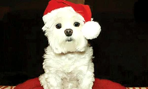 Sper că Moşul  nu uită de mine (Fotografii: Twitter/facebook) jpeg