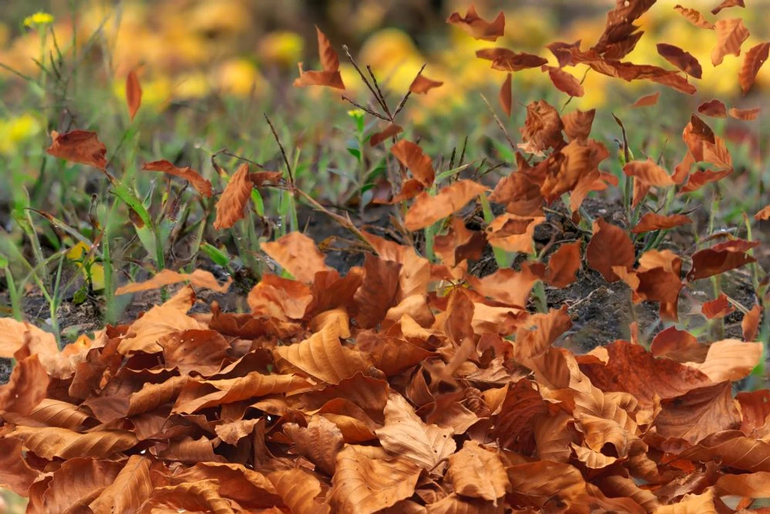 Vreme deosebit de caldă în România FOTO Shutterstock