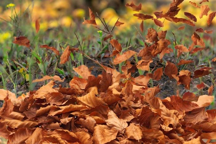 Vreme deosebit de caldă în România FOTO Shutterstock