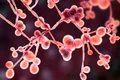 virus candida jpg