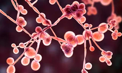 virus candida jpg