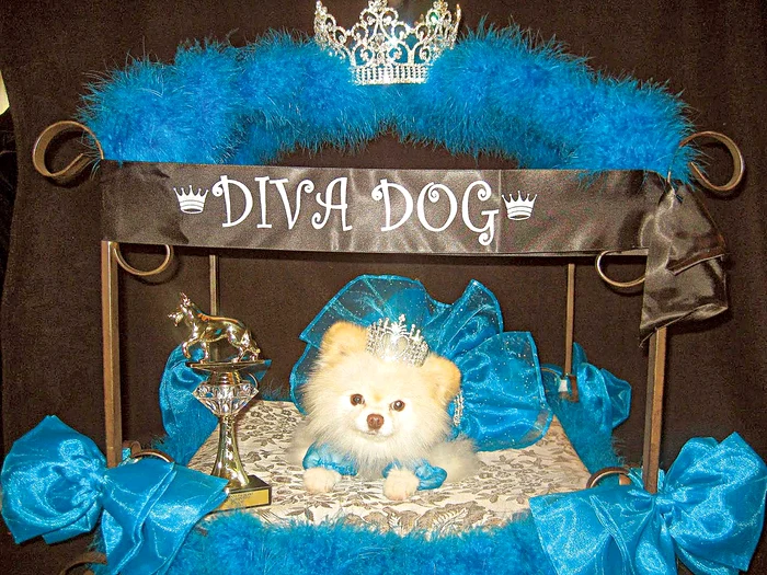 Caţeluşa ChloeFoto: Photoland, Caters