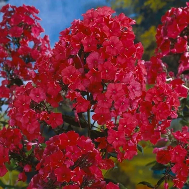 Brumărea Phlox „Flame Red” cu flori roșii 