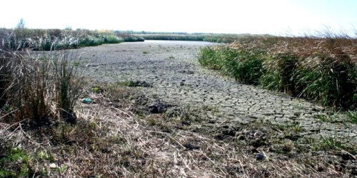 Aşa arată acum cea mai mare parte a lacului Tălăbasca FOTO C Crângan