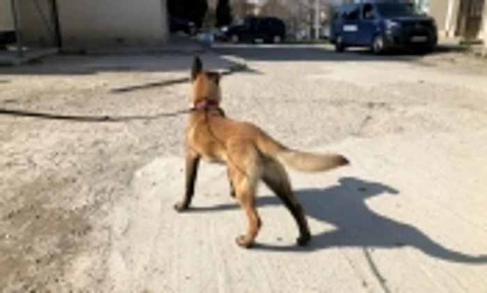 (FOTO) Jandarmeria Argeş şi-a întărit dispozitivul cu două exemplare de rottweiler şi un exemplar de ciobănesc belgian