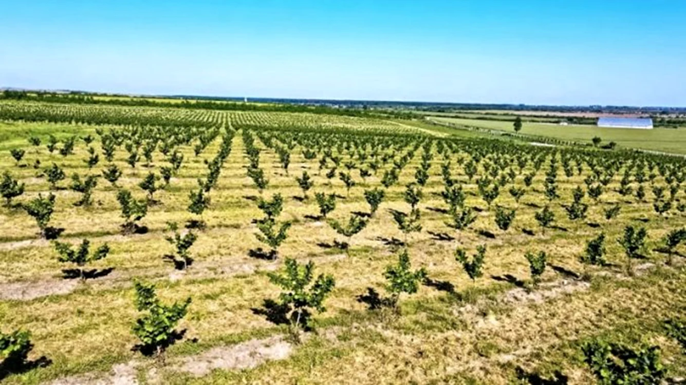 Plantație de aluni. Foto: satumarenews.ro