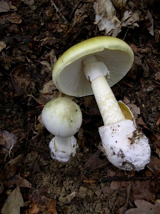 Amanita phalloides  Foto Wikipedia 