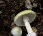 Amanita phalloides Foto Wikipedia (4) JPG