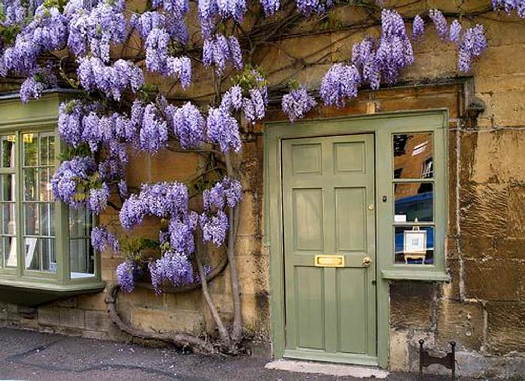 Glicina Wisteria este extrem de toxică
