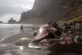 las palmas webp