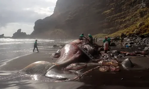 las palmas webp