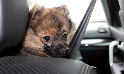 1 76326 original jpg jpeg