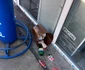 autobuze si microbuze degradate foto Protectia Consumatorilor Gorj (1) jpg