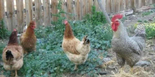 Un batran a incercat sa isi salveze gainile din mana hoatei si a fost batut in fata cotetului