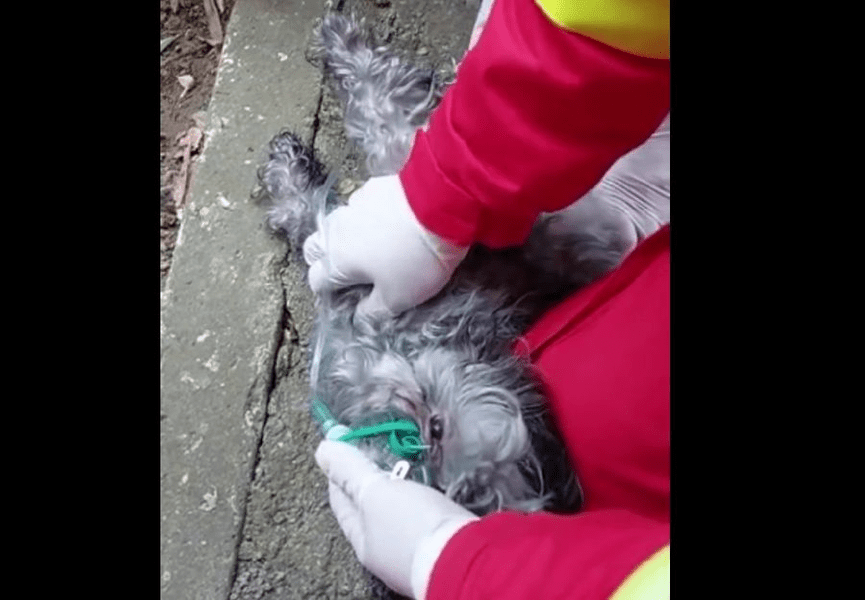 Cățel salvat dintr-un incendiu. „Paramedicii i-au făcut masaj cardiac și i-au administrat oxigen până și-a revenit” VIDEO