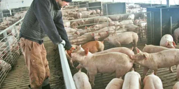 Porcii pot fi purtători de pestă porcină
