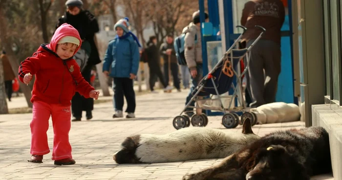 Municipiul Iaşi este împânzit de maidanezi