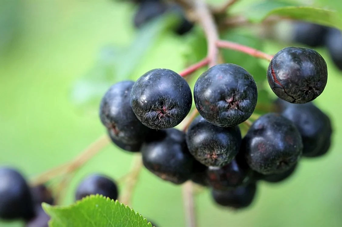 Fructele de aronia, beneficice pentru organism FOTO: Arhivă