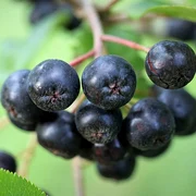 aronia 4371092 640 jpeg