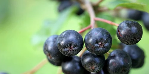 aronia 4371092 640 jpeg
