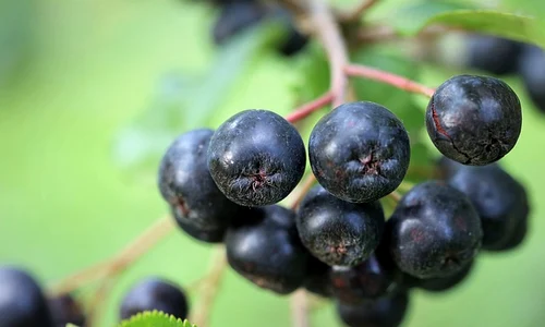 aronia 4371092 640 jpeg