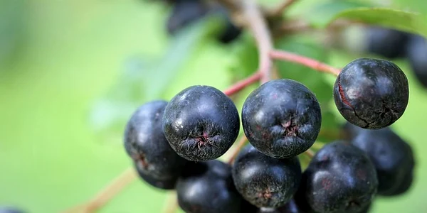 aronia 4371092 640 jpeg