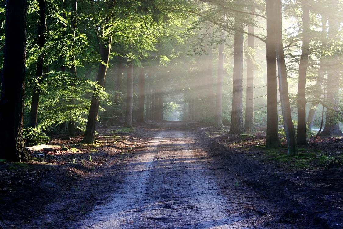 Pădurea din România care ascunde o rețea de tuneluri gigantice / foto: Pixabay