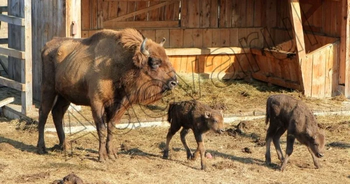 Foto: Stelian Grajdan