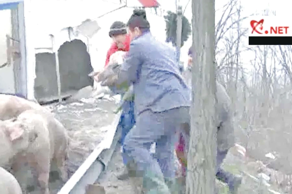 Toate animalele au  supravieţuit în urma  căzăturii (FOTO: MEDIAFAX / CAPTURI   REALITATEA.net)