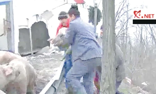 Toate animalele au  supravieţuit în urma  căzăturii (FOTO: MEDIAFAX / CAPTURI   REALITATEA net) jpeg