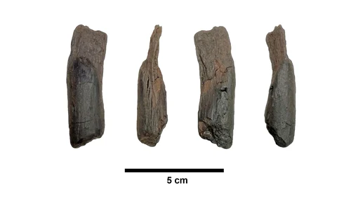 Unealtă din lemn veche de 430.000 de ani (© Katerina Harvati, Nicholas Thompson)