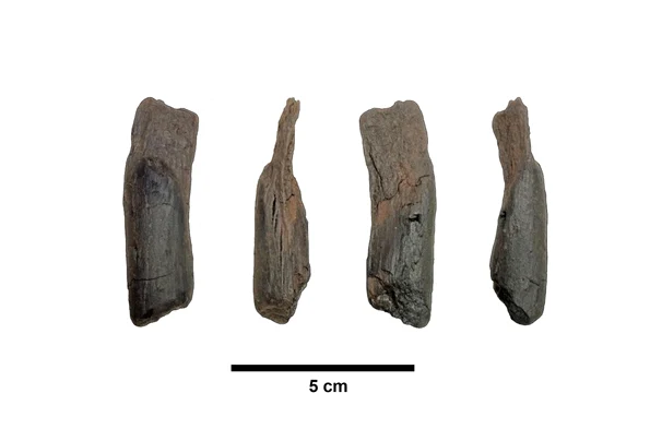 Unealtă din lemn veche de 430.000 de ani (© Katerina Harvati, Nicholas Thompson)