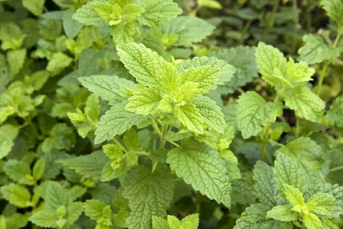 Melissa officinalis. FOTO: gobotany.nativeplanttrust.org