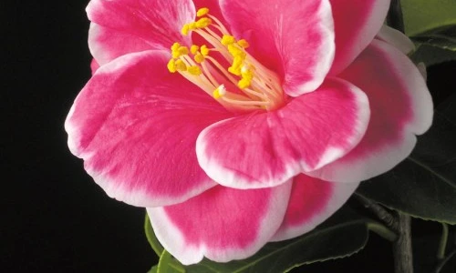 1 48141 original jpg jpeg