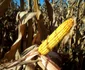 liceu agricol beclean 7