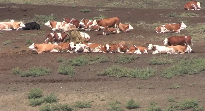 Pășunatul nu mai este recomandat după Sfântul Dumitru. FOTO Captură video Ministerul Agriculturii