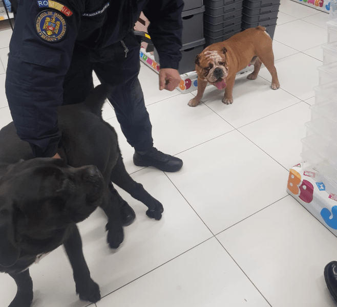 Doi câini, uitați la cumpărături într-un hipermarket din Brașov. Cum a fost sancționat stăpânul lor