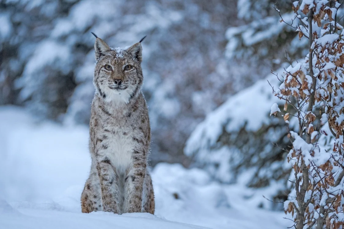 Studiul a fost realizat pe durata a trei ani FOTO. Dan Dinu/Conservation Carpathia