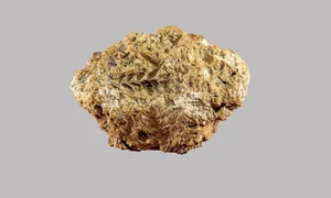 Conturul unui spic de grâu, pe o cărămidă de lut neolitică din Georgia (© David Lordkipanidze)