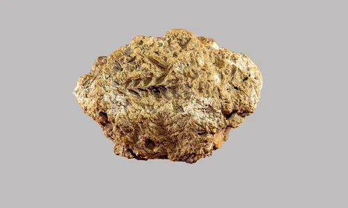 Conturul unui spic de grâu, pe o cărămidă de lut neolitică din Georgia (© David Lordkipanidze)