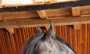 Hergheliile de stat jpeg