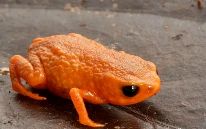 Are o culoare distinctivă / foto: Luiz F. Ribeiro