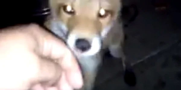 Vulpe