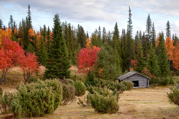 Mediu rural, Laponia / foto: Pixabay