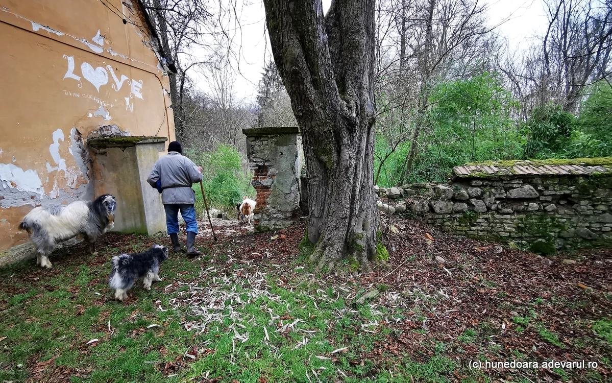 Jungla înconjoară conacul din Gurasada. Foto: Daniel Guță