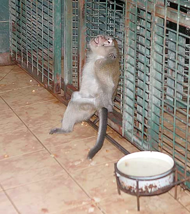 Animalele de la Zoo Băneasa supravieţuiesc greu caniculei de zilele acestea