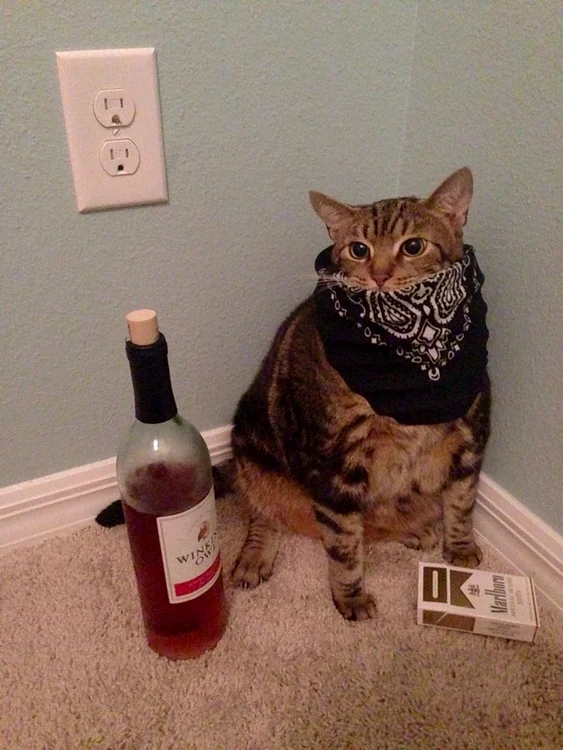 Cea mai şmecheră pisică: poartă eșarfă de mafioți, fumează și bea vin