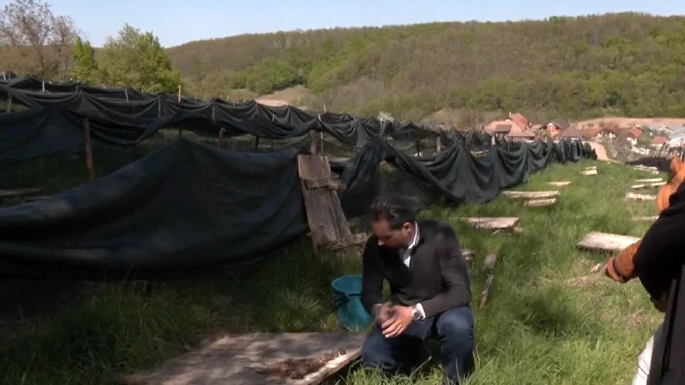 O familie din Bihor a dat lovitura cu o fermă de melci / FOTO: Antena 3 CNN