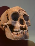 Craniu de Homo floresiensis, expus la Smithsonian Natural History Museum (© Ryan Somma / Wikimedia Commons)