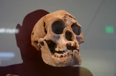 Craniu de Homo floresiensis, expus la Smithsonian Natural History Museum (© Ryan Somma / Wikimedia Commons)